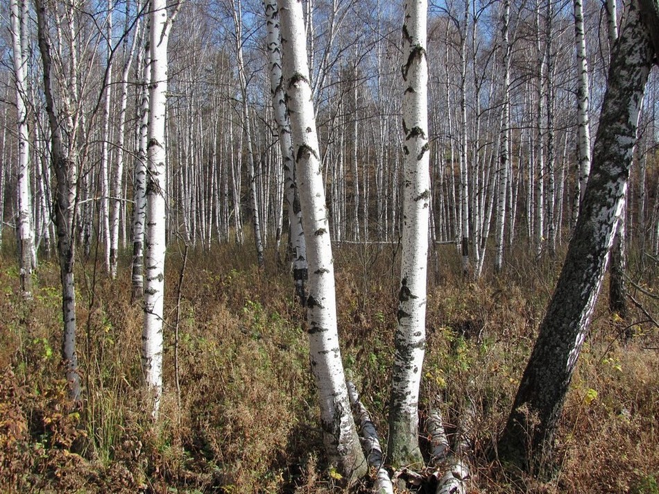 Изображение особи Betula pubescens.