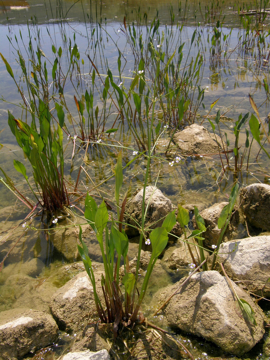 Image of Alisma lanceolatum specimen.