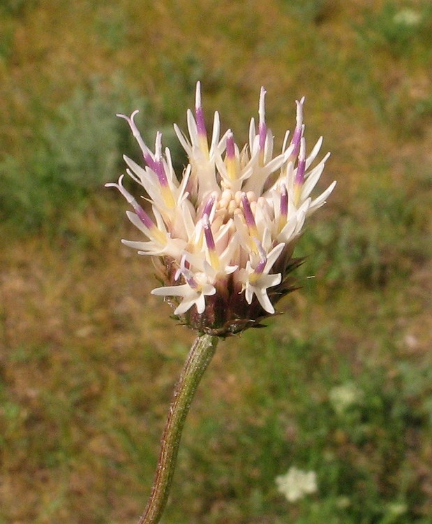 Image of Jurinea suffruticosa specimen.