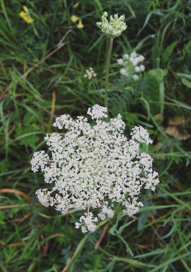 Изображение особи Daucus carota.