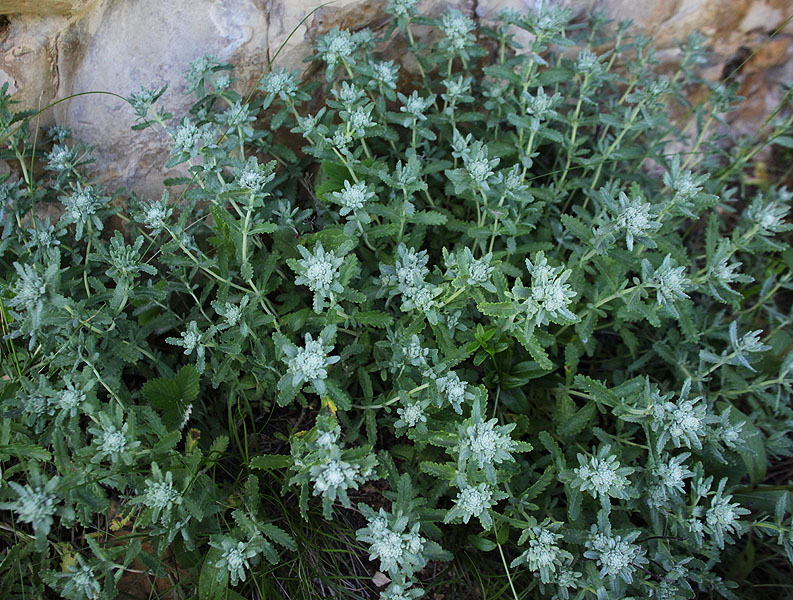 Image of Teucrium capitatum specimen.