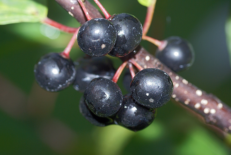 Image of Rhamnus cathartica specimen.