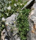 Aquilegia vicaria. Цветущее растение. Таджикистан, Памир, окр. г. Хорог. 31.07.2011.