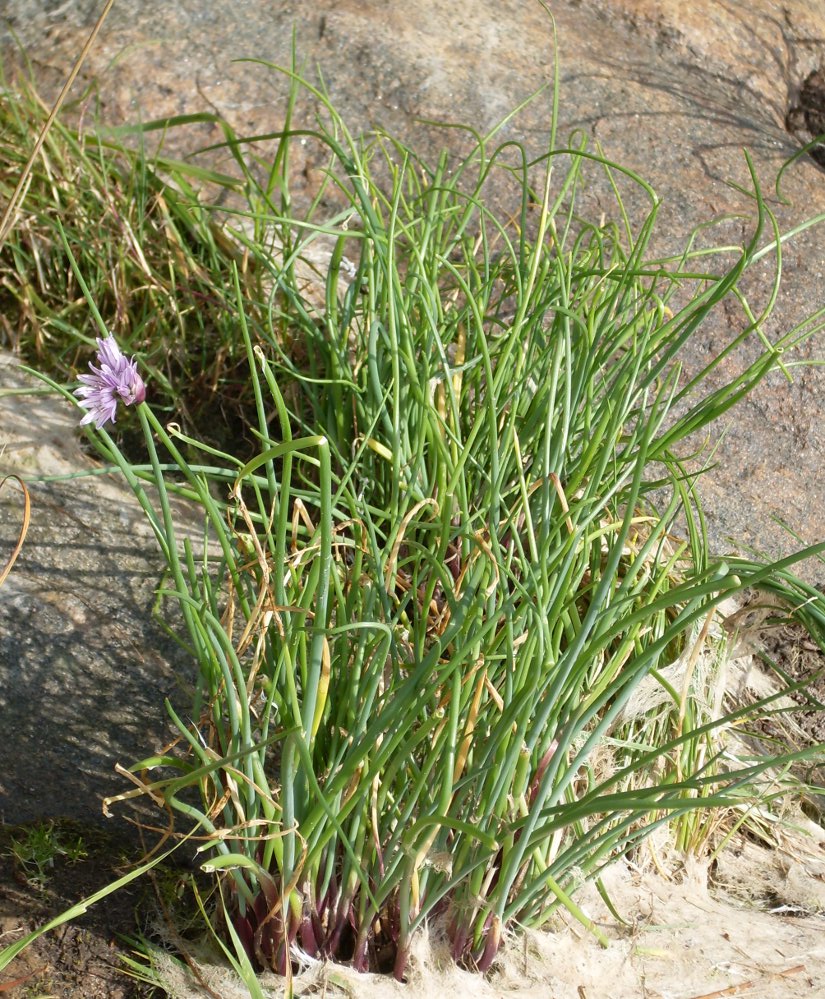 Image of Allium schoenoprasum specimen.