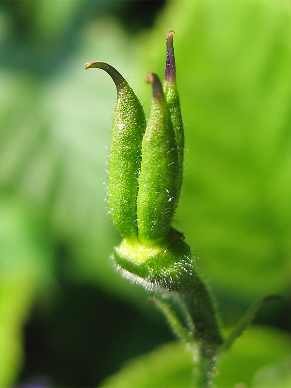 Image of Aconitum degenii specimen.