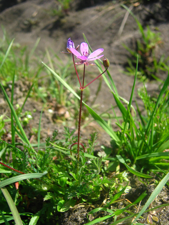 Image of Erodium cicutarium specimen.