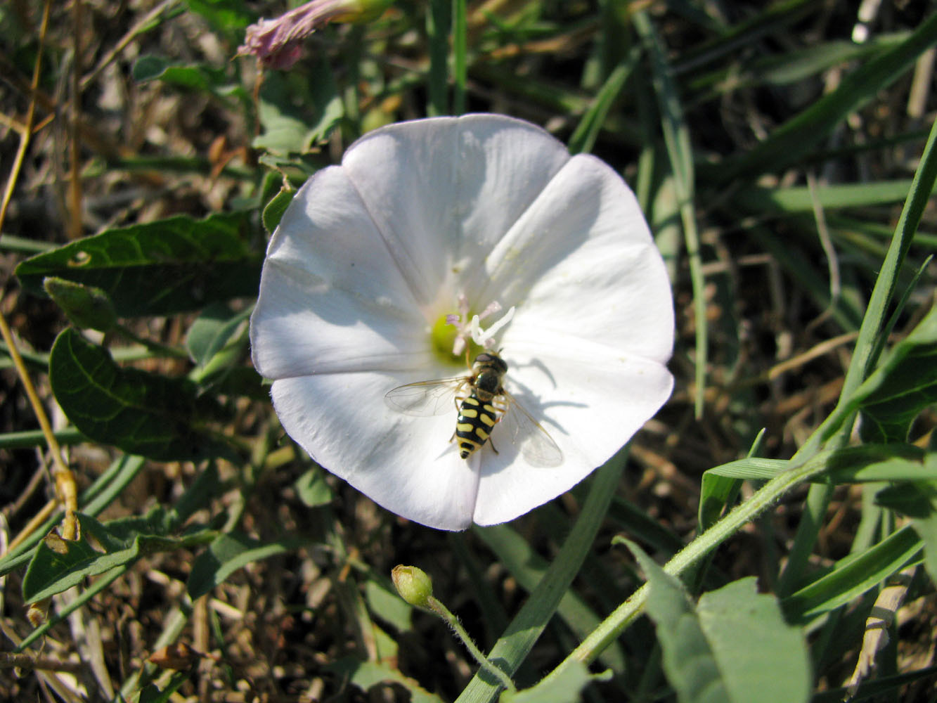 Image of Convolvulus arvensis specimen.