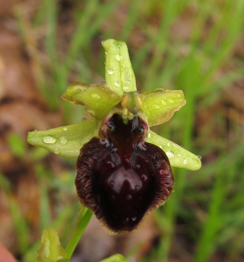 Image of Ophrys sphegodes ssp. passionis specimen.