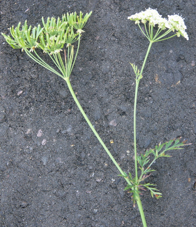 Image of Chaerophyllum prescottii specimen.