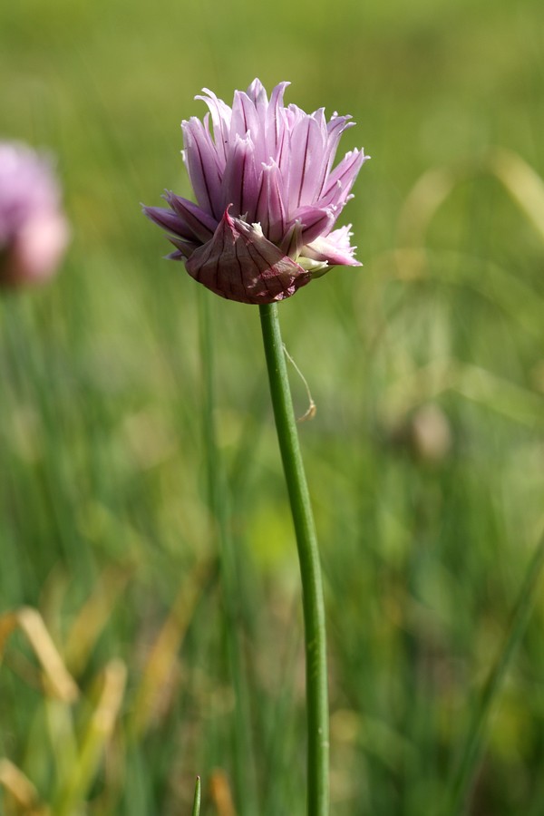 Image of Allium schoenoprasum specimen.