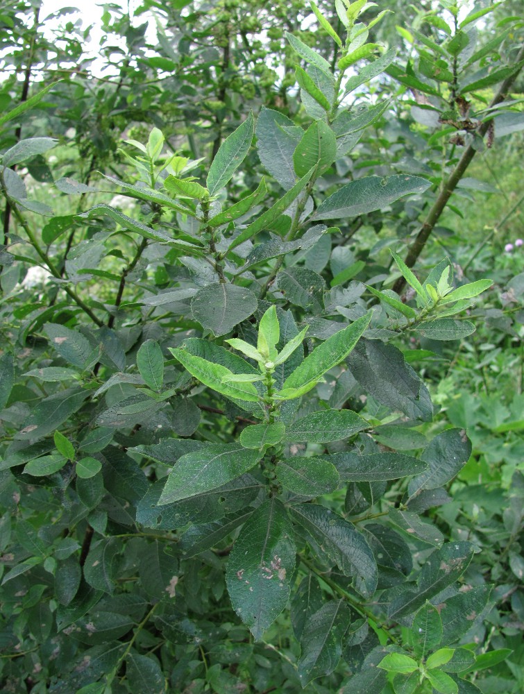 Image of Salix myrsinifolia specimen.