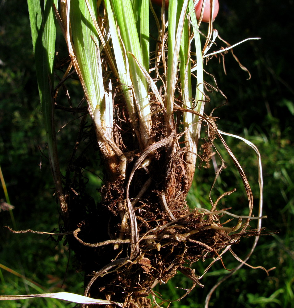 Изображение особи Iris ruthenica.