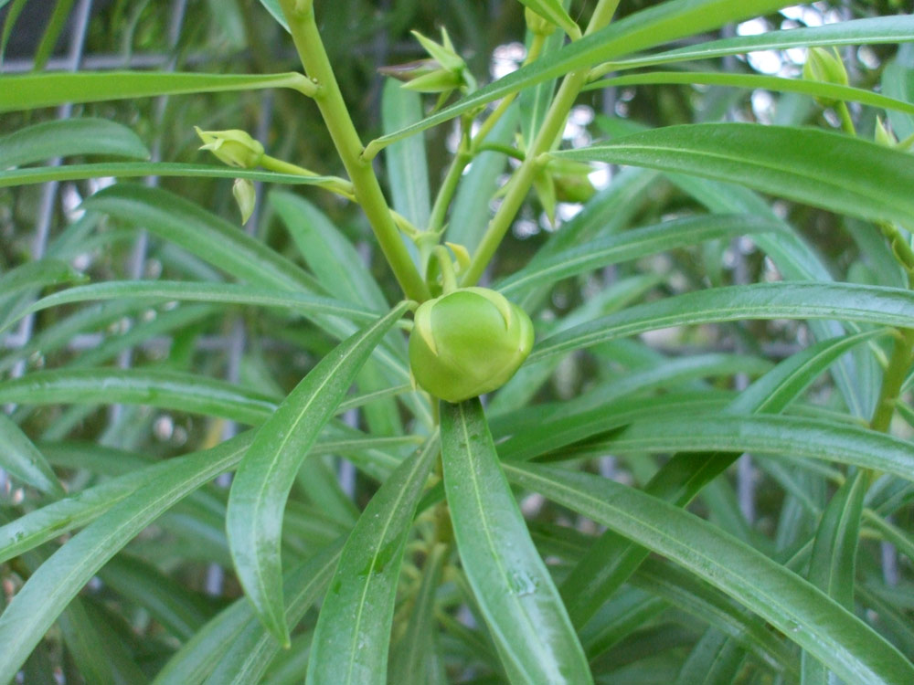 Image of Thevetia peruviana specimen.