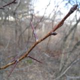 Crataegus sanguinea