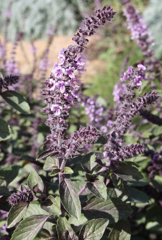 Image of Ocimum basilicum specimen.