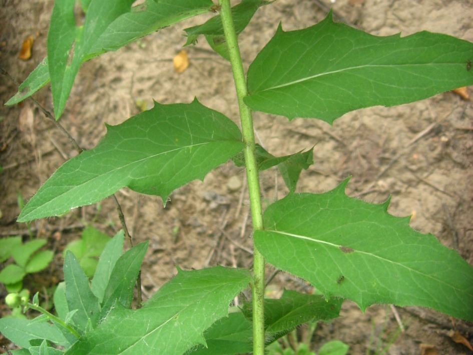 Image of genus Hieracium specimen.