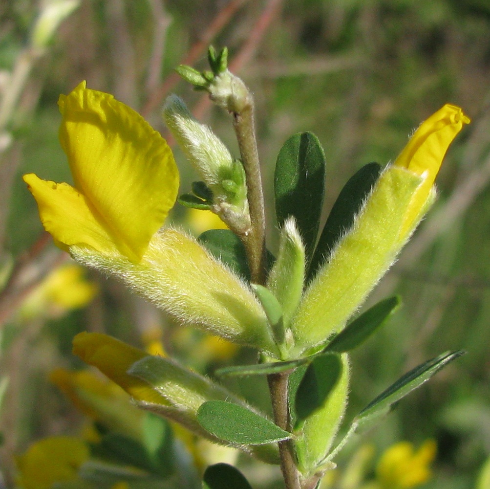 Изображение особи Chamaecytisus colchicus.