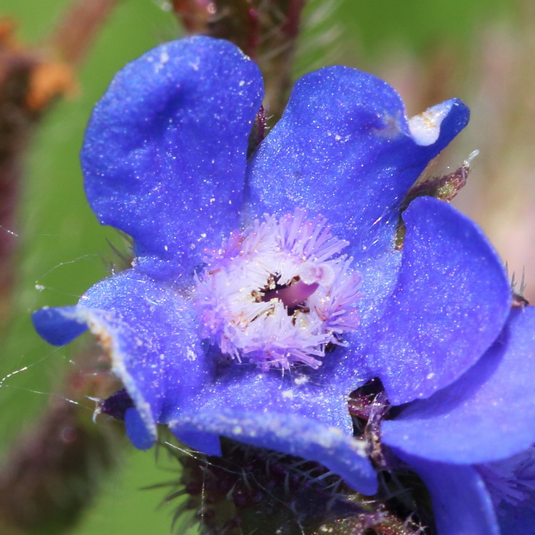 Image of Anchusa azurea specimen.