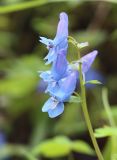 Corydalis ussuriensis. Верхушка цветущего растения. Южное Приморье, Чёрные горы, заповедник \"Кедровая падь\", долина р. Кедровой. 15.05.2013.