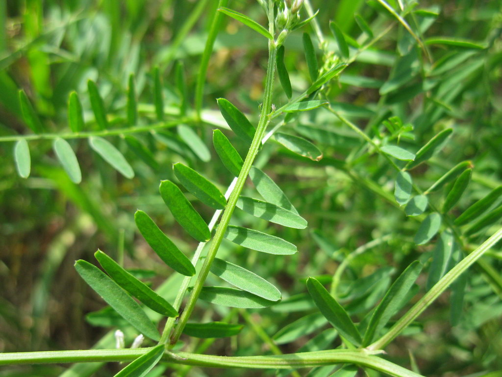 Image of Vicia hirsuta specimen.