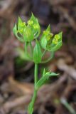 Bupleurum baldense