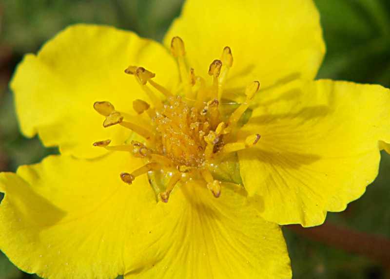 Изображение особи Potentilla anserina.