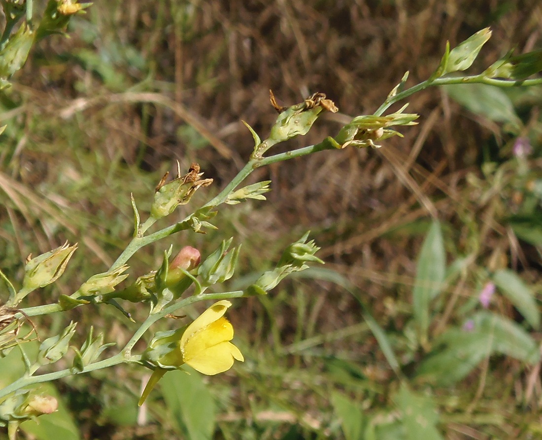 Image of genus Linaria specimen.