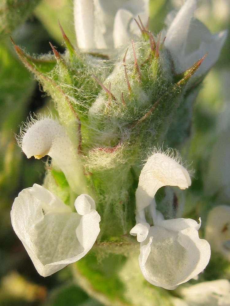 Image of Salvia aethiopis specimen.