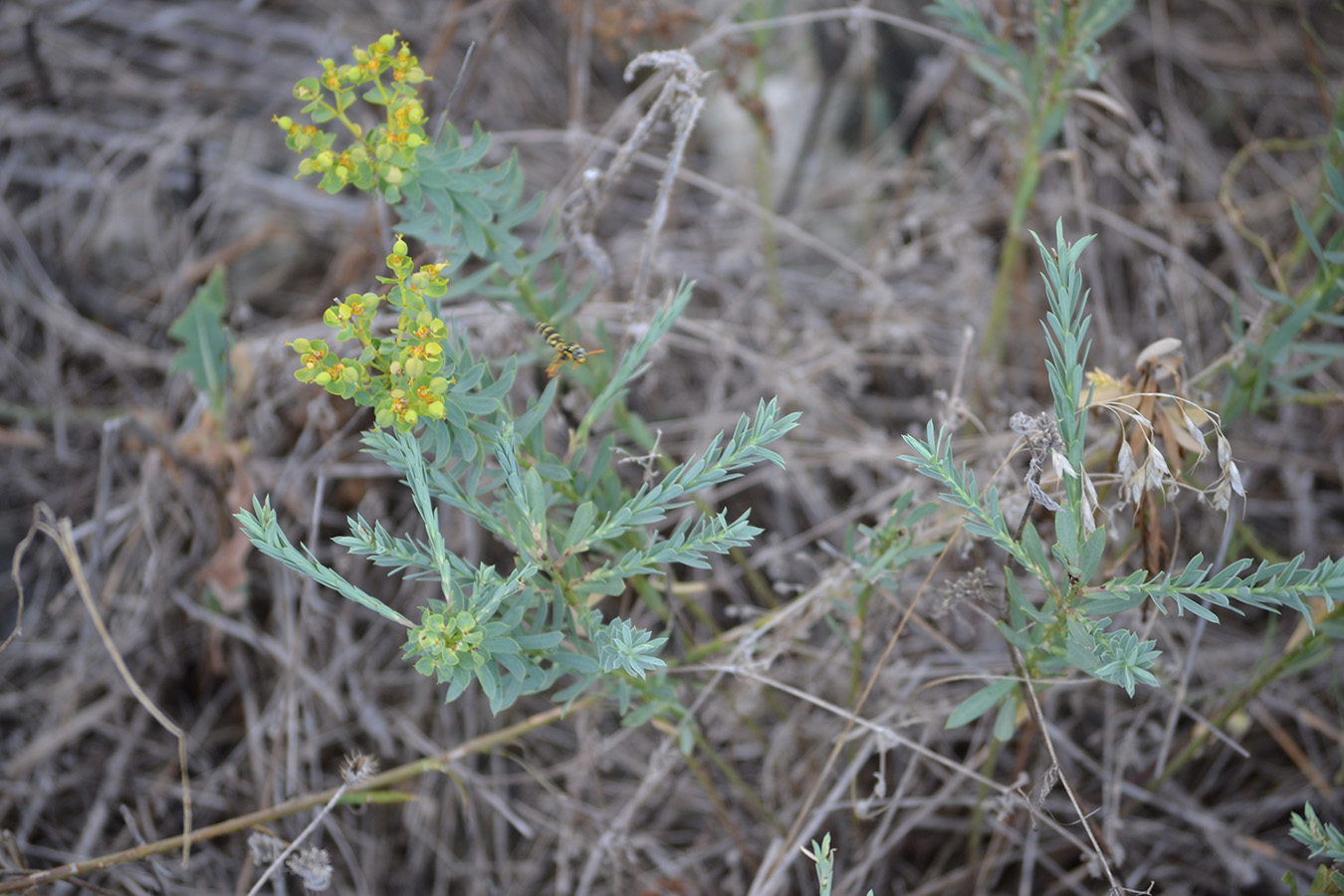 Изображение особи Euphorbia virgata.