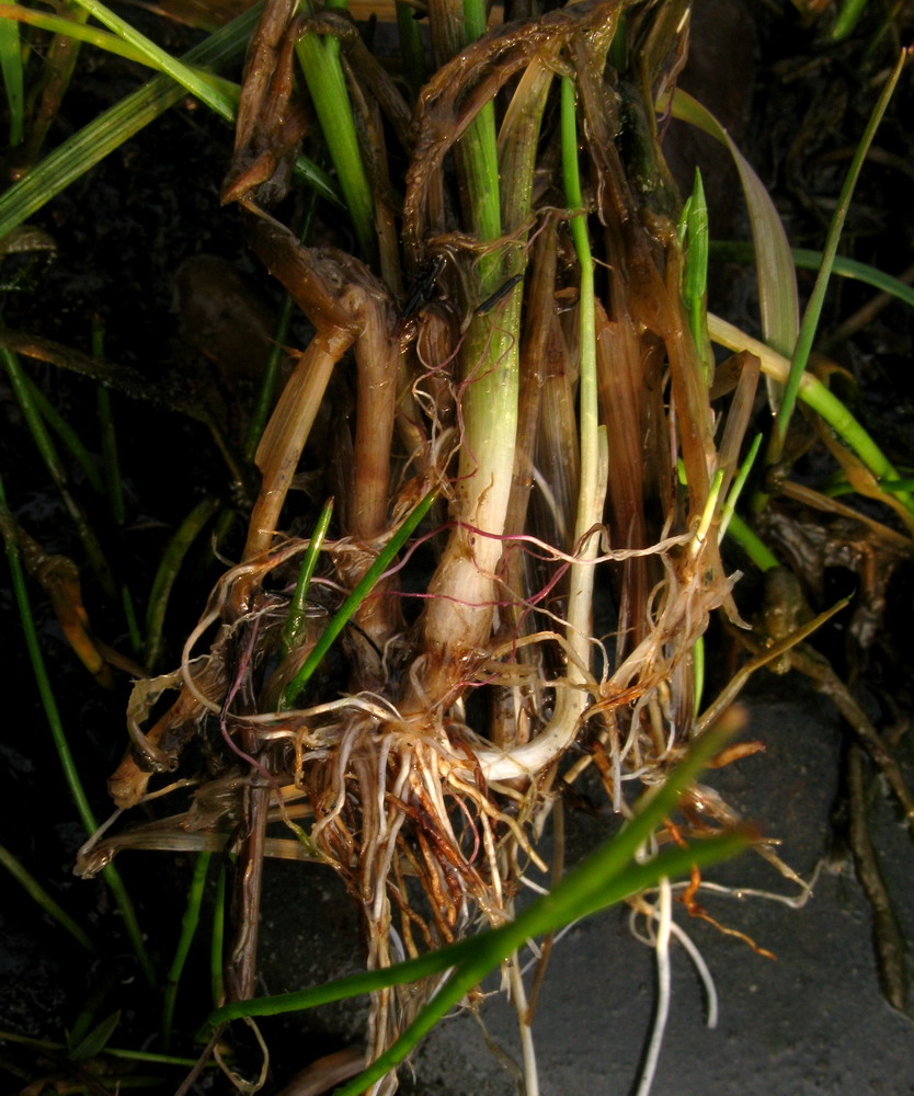 Image of Deschampsia kaschinae specimen.