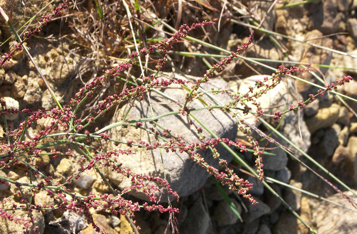 Image of Rumex acetoselloides specimen.