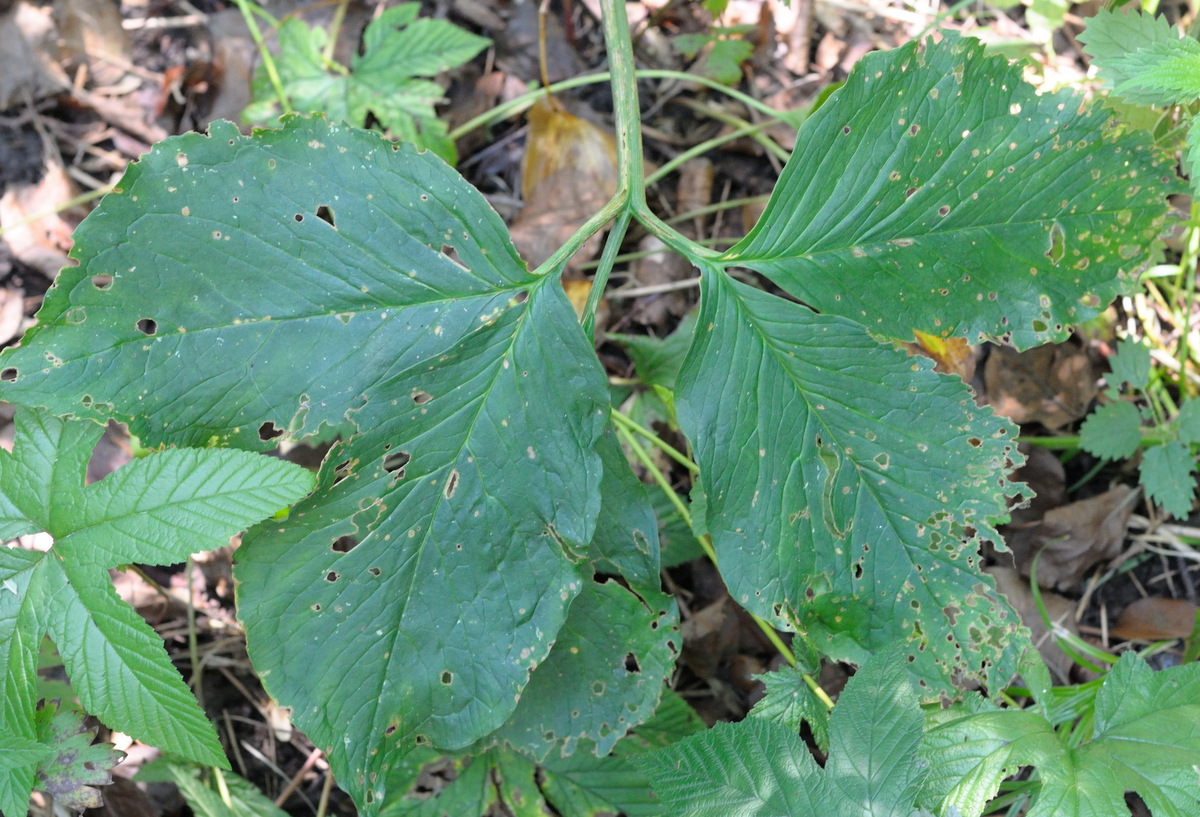 Image of Arisaema robustum specimen.