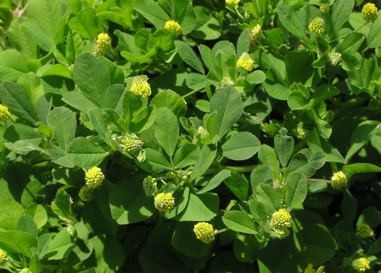 Image of Medicago lupulina specimen.