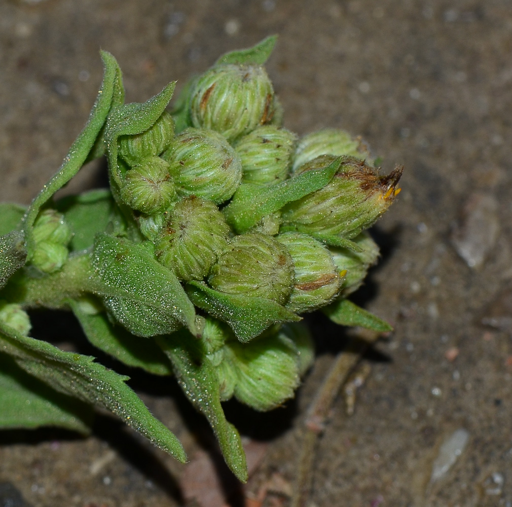 Image of Dittrichia viscosa specimen.