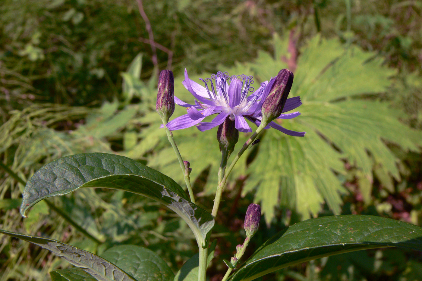 Image of Lactuca sibirica specimen.