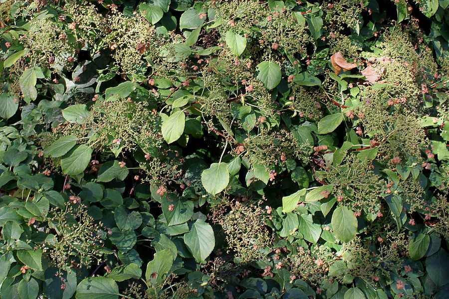 Image of Hydrangea petiolaris specimen.