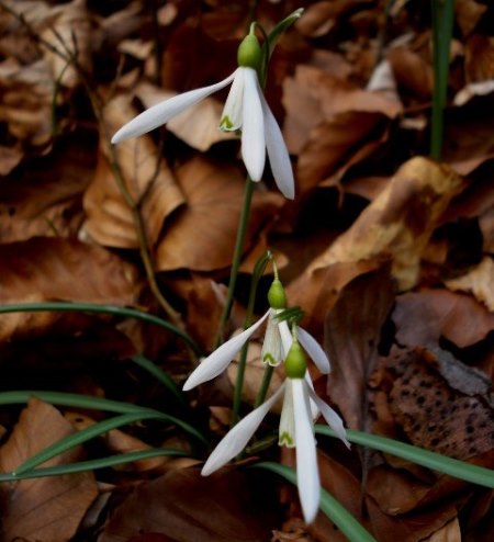 Изображение особи Galanthus nivalis.