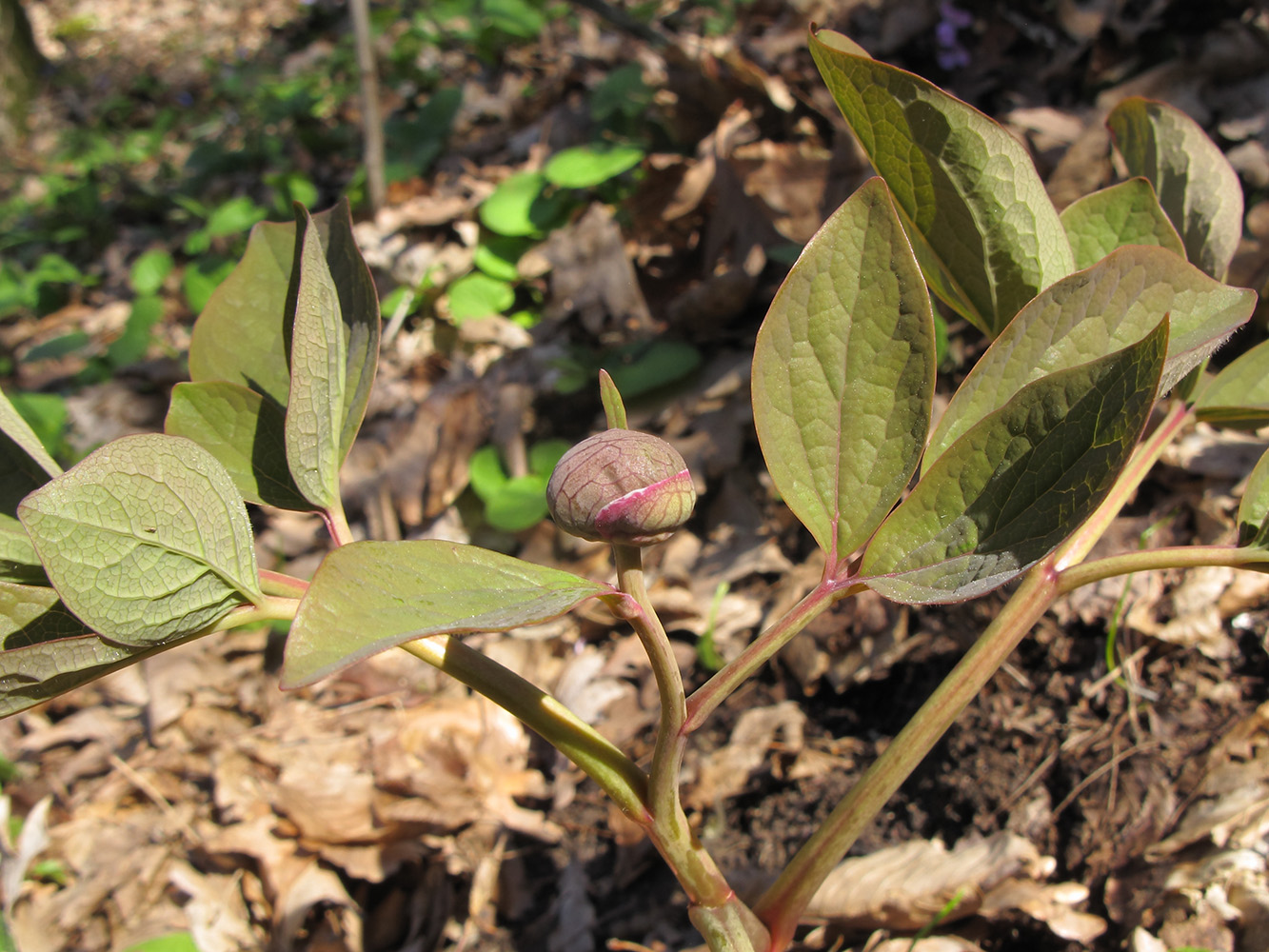 Image of Paeonia caucasica specimen.