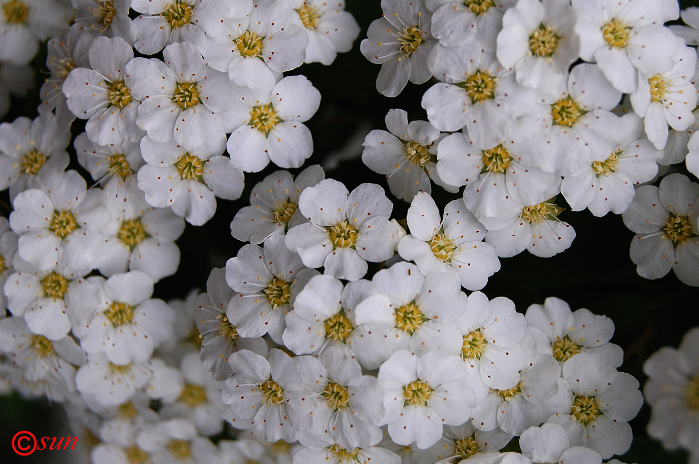 Image of Spiraea lanceolata specimen.