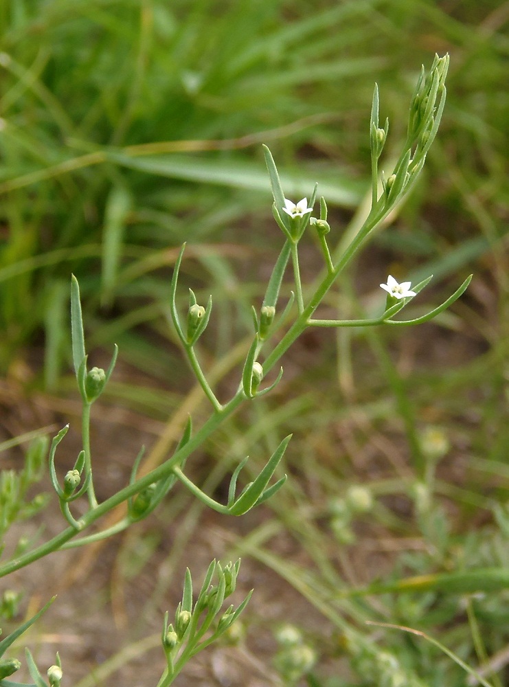 Image of Thesium ramosum specimen.