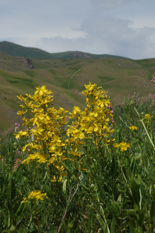 Image of Hypericum elongatum specimen.