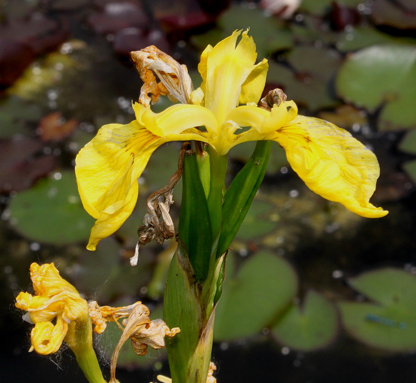 Image of Iris pseudacorus specimen.