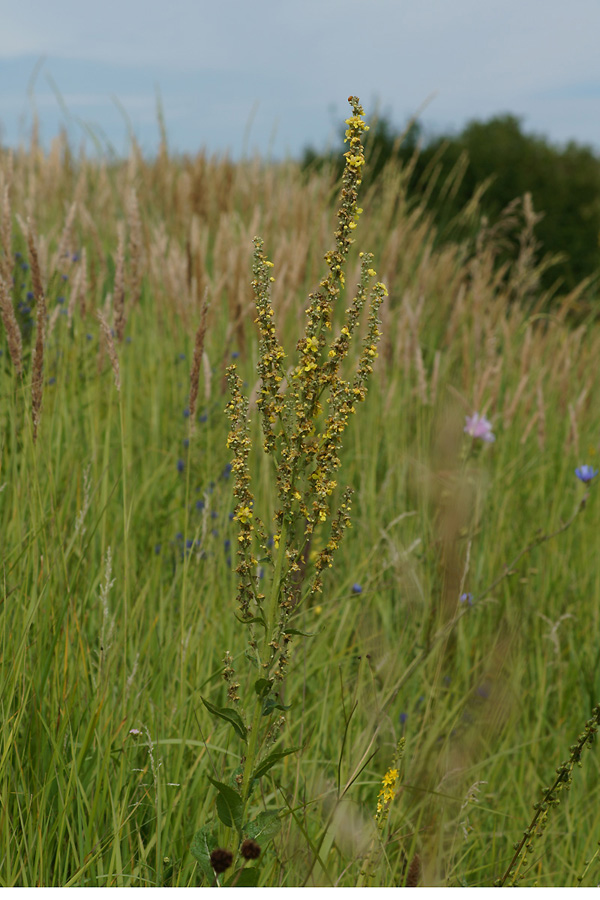 Изображение особи род Verbascum.