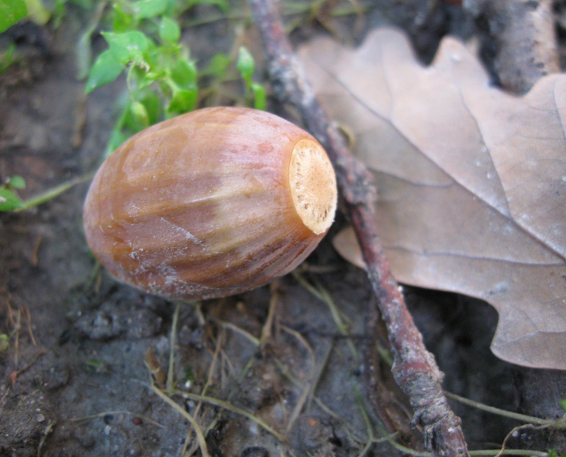 Image of Quercus robur specimen.