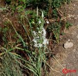 Ornithogalum ponticum