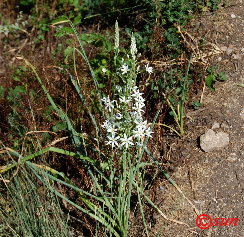 Image of Ornithogalum ponticum specimen.