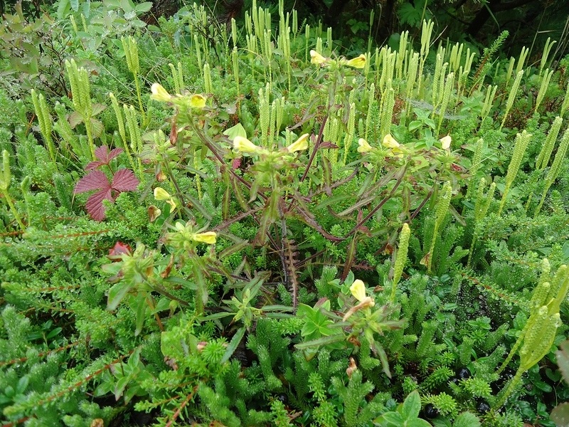 Image of Pedicularis labradorica specimen.