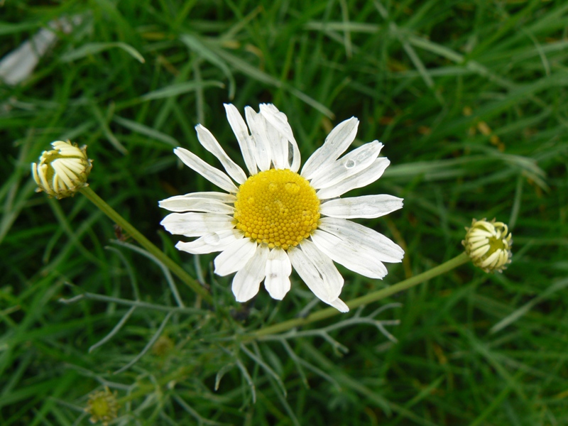 Изображение особи Tripleurospermum inodorum.