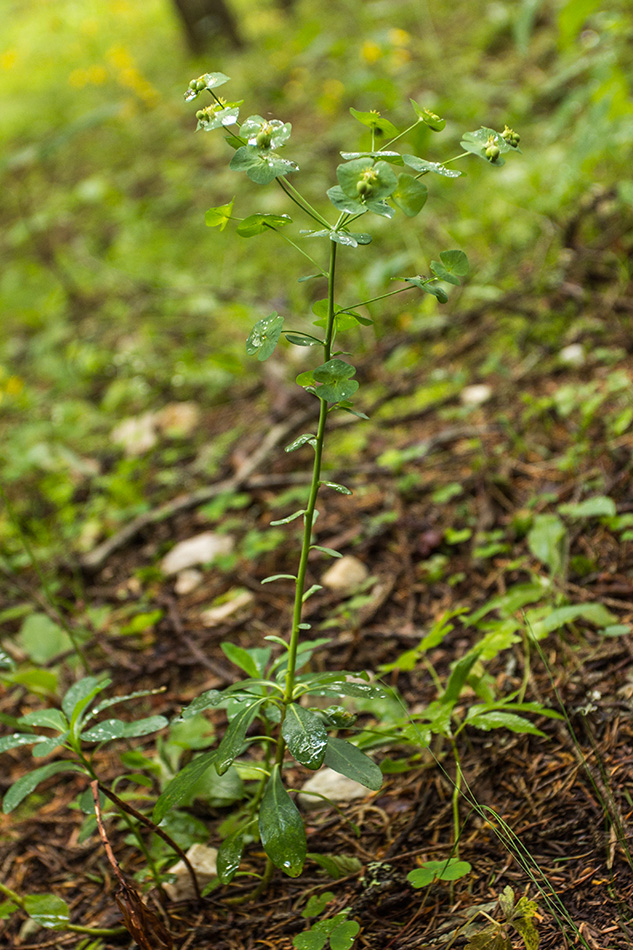 Image of Euphorbia amygdaloides specimen.