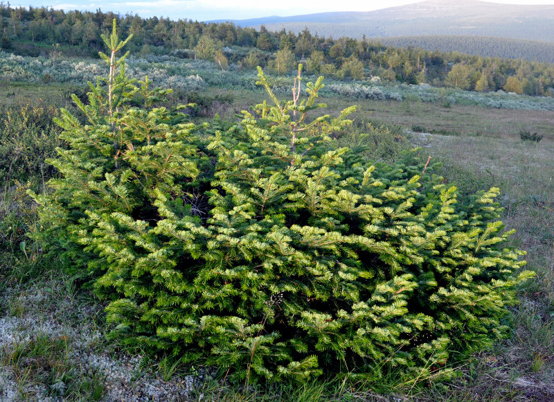 Image of Abies sibirica specimen.